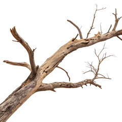 Fototapeta premium dry-branch-of-a-tree-isolated-on-white-background., dead tree isolated background