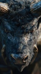 Fototapeta premium Majestic Dark Bull Portrait: Intense Gaze and Powerful Presence