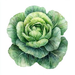 Obraz premium Fresh green cabbage isolated on white background culinary delight food photography minimalist style close-up view