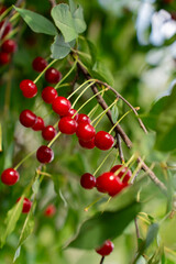 Obraz premium Fresh Red Felt Cherry Fruits on Tree. Harvest of berries in a farmer's orchard