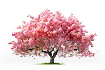 Blossom flower tree outdoors.