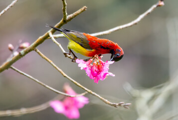 Mrs Gould's Sunbird feeding on pink cherry blossom. Sunbird resting on sakura flower.