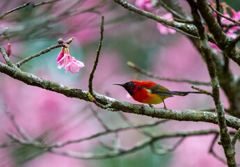 Mrs. Gould's Sunbird, Blue-throated Sunbird