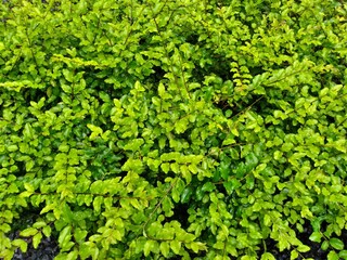 Obraz premium yellow pinwheel hedge plant with dense leaves