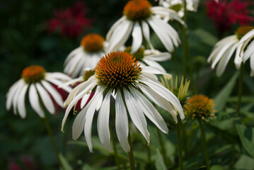 Obraz premium Macro Shot Up Close of White Flowers, Daisies, Cornflowers