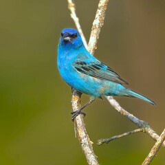Vibrant Indigo Bunting perched on a branch against a soft green background