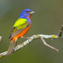 Vibrant painted bunting perched on a branch with a blurred green background
