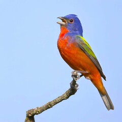 Vibrant painted bunting perched on a branch against a clear blue sky