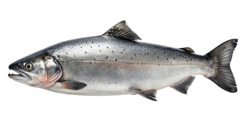 Naklejka premium A lone salmon lies isolated on a pristine white background, its scales glistening in the faint light as it slowly dries after a long swim, aquatic, fish, isolated salmon fish drying white background