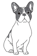 フレンチブルドッグの手描きイラスト