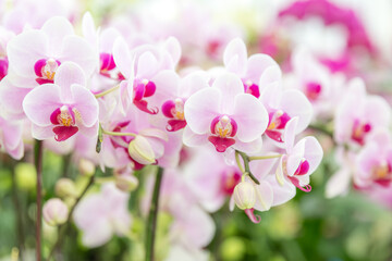 Vibrant pink Phalaenopsis orchids in full bloom, ideal for floral shop advertisements, gardening blogs, event invitations, or home decor inspiration projects.