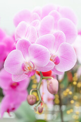 Vibrant pink Phalaenopsis orchids in full bloom, ideal for floral shop advertisements, gardening blogs, event invitations, or home decor inspiration projects.