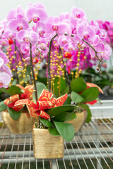 Orchids in vibrant shades of pink with decorative red and gold ribbons in pots. Perfect for floristry projects, holiday decorations, gardening promotions, or event invitations.