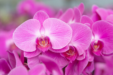 Obraz premium Vibrant pink Phalaenopsis orchids in full bloom, ideal for floral shop advertisements, gardening blogs, event invitations, or home decor inspiration projects.