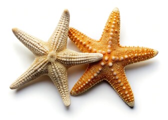 Oceanic duo: starfish reflections against a pristine white backdrop, rule of thirds composition.