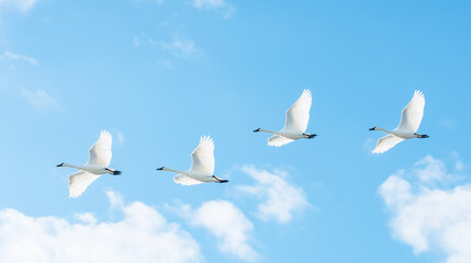 Obraz premium Swan Flight Formation: Four elegant white swans soar gracefully in a perfect V-formation against a vibrant blue sky dotted with fluffy white clouds. The image evokes a sense of freedom, peace.
