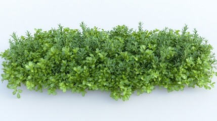 Obraz premium Lush Greenery Set Against a Clean White Background for Nature-Themed Designs