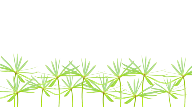 cyperus haspan, Dwarf Papyrus, or Dwarf Papyrus Sedge, isolated on transparent background, bottom background.