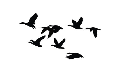 Flying Black Duck Bird Silhouette Design  And Vector Illustration. 
