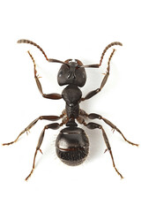 ant isolated on white background