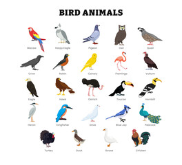 Set of different types of bird animal collection for education poster, vector illustration with macaw, eagle, pigeon, owl, quail, crow, robin, canary, flamingo, vulture, hawk, ostrich, toucan, heron.