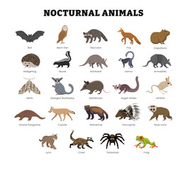 Set of different types of nocturnal animal collection for education poster with bat, racoon, fox, aardvark, hedgehog, moth, skunk, bushbaby, lemur, armadillo, coyote and other, vector illustration.