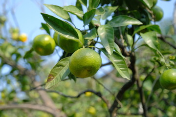 tangerine tree. green tangerines grow on a tree