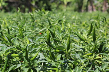 The group of green and red chili are ripe and ready for harvesting, it so fruitful
