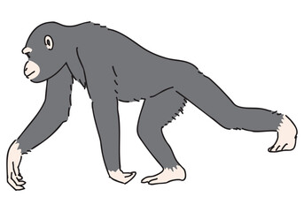 チンパンジーのイラスト