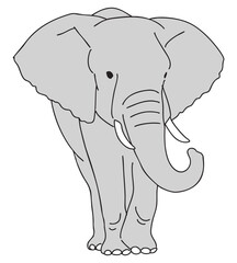 アフリカゾウのイラスト