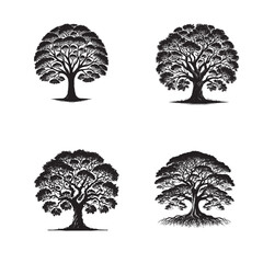 Monochrome Vector Silhouettes of the Tallowwood Tree Isolated on a White Background