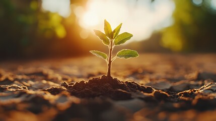 Vibrant Sunrise Nature Scene with Sprouting Plant in Soil, Perfect for Eco-Friendly Branding or Environmental Campaigns