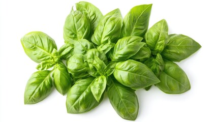 Fototapeta premium Fresh and vibrant Greek basil herb bouquet isolated on white background showcasing lush green leaves from top view perspective