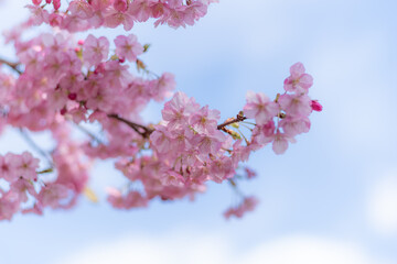 満開に咲く早咲きの河津桜