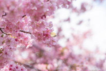満開に咲く早咲きの河津桜