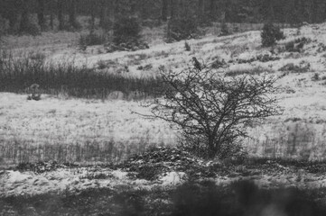 Buzzard in winter forrest