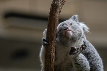 後ろ足で掻く可愛いコアラ