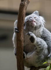 後ろ足で掻く可愛いコアラ