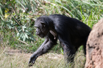 見つめるチンパンジー
