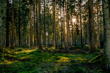 forest in the morning