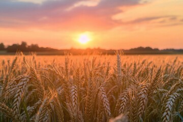 A serene sunset over a golden wheat field, symbolizing harvest and nature.