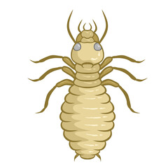 illustration of isoptera isolated