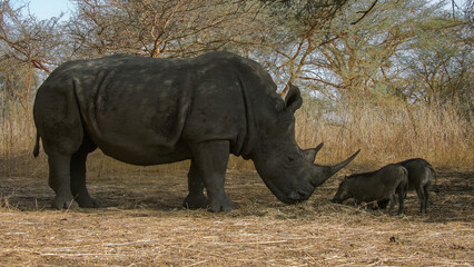 Fototapeta premium Le rhinocéros et les phacochères