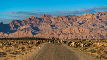 Berger son troupeau dans le sud de la Tunisie