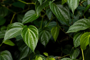 Green betel leaves in the plantation, herbal plants and food ingredients in Thai culture.
