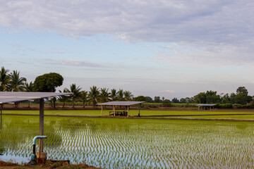Rice fields and solar panels for generating energy for pumping groundwater for agriculture. Clean energy concept.