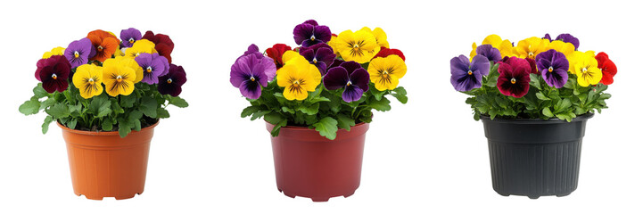 A Set of Compact Plastic Pots with Brightly Colored Pansies for Garden Display Isolated on Transparent Background