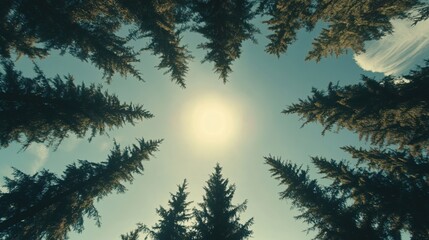 Obraz premium Sunlit Canopy Peaceful Forest Scene Nature Trees Sky View