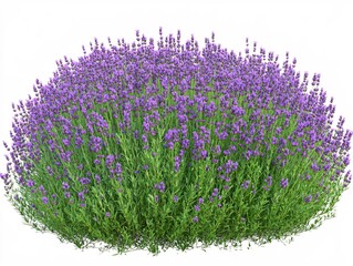 Obraz premium Lush Lavender Bush Blooming Vibrant Purple Flowers Nature Garden