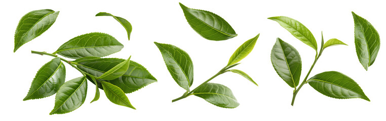 Fototapeta premium Green tea leaves, Cutout